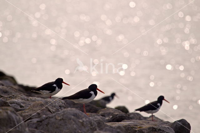 Oystercatcher (Haematopus ostralegus)