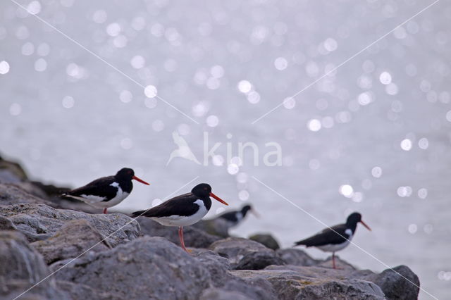 Oystercatcher (Haematopus ostralegus)