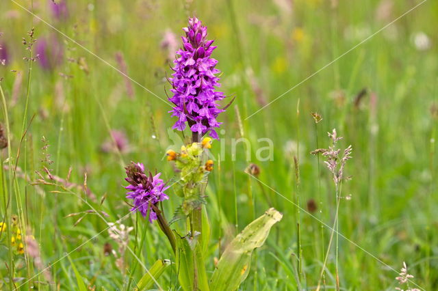 Western Marsh-orchid (Dactylorhiza majalis)