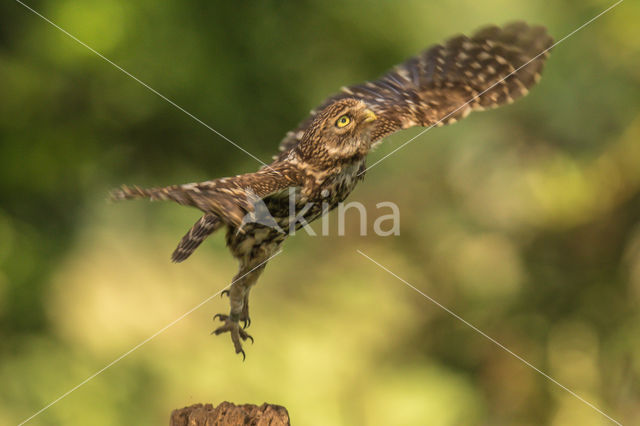 Little Owl (Athene noctua)