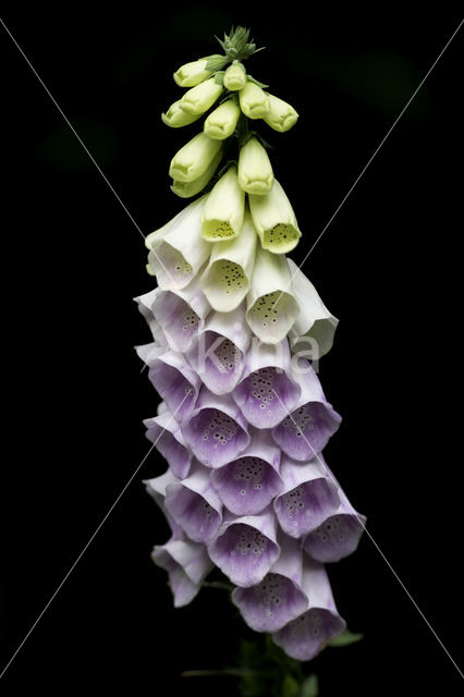 Vingerhoedskruid (Digitalis spec.)