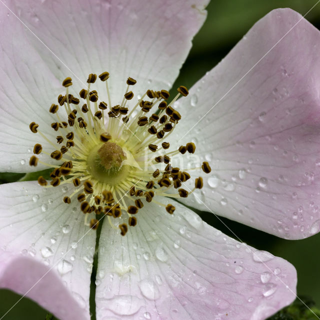 Hondsroos (Rosa canina)