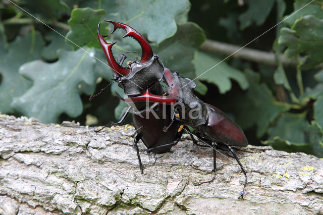 Stag Beetle (Lucanus cervus)