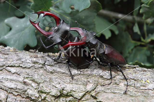 Stag Beetle (Lucanus cervus)