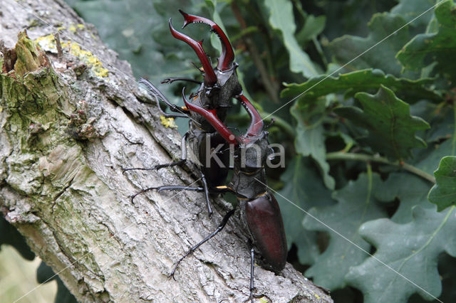 Stag Beetle (Lucanus cervus)