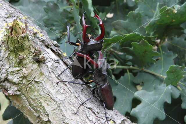 Stag Beetle (Lucanus cervus)