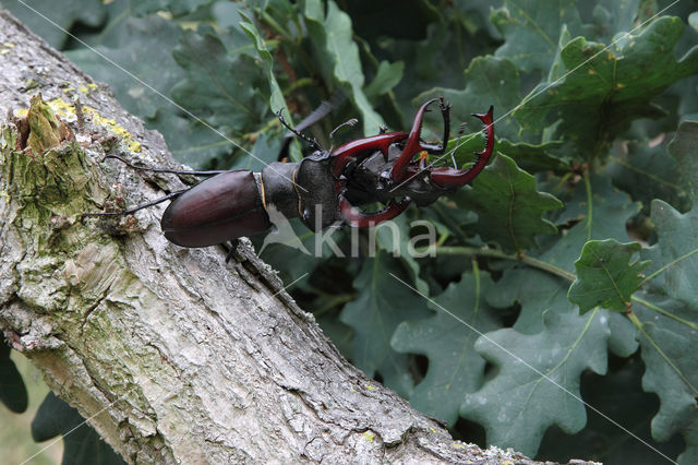 Stag Beetle (Lucanus cervus)