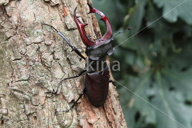 Stag Beetle (Lucanus cervus)