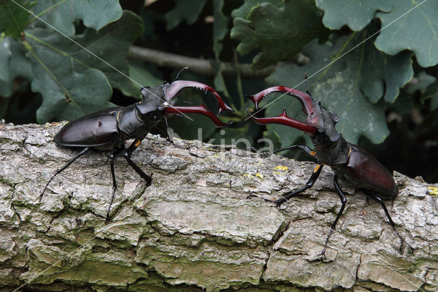 Stag Beetle (Lucanus cervus)