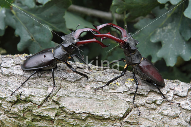 Vliegend hert (Lucanus cervus)