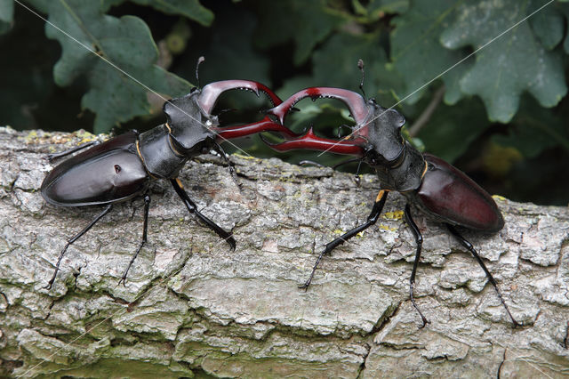Stag Beetle (Lucanus cervus)