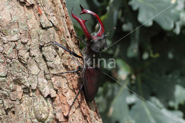 Vliegend hert (Lucanus cervus)