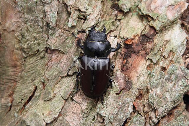Stag Beetle (Lucanus cervus)