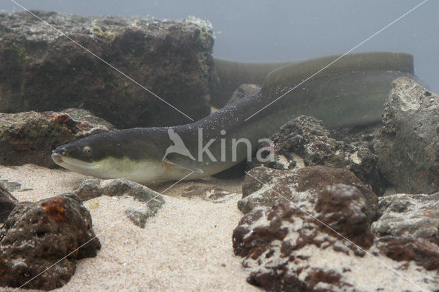 Eel (Anguilla anguilla)