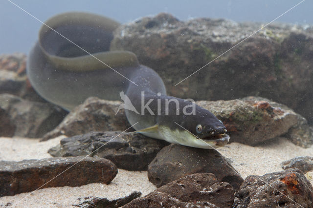 Eel (Anguilla anguilla)