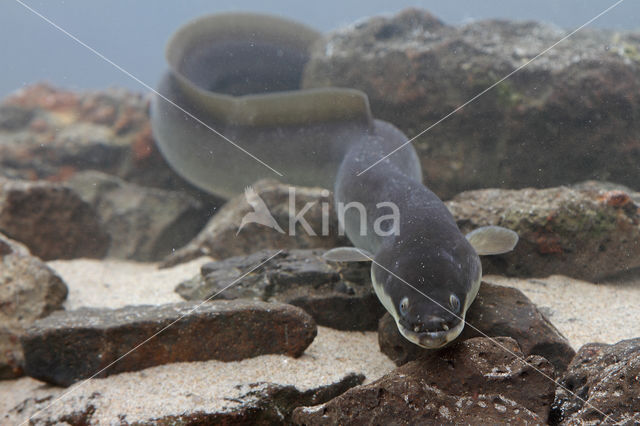 Eel (Anguilla anguilla)