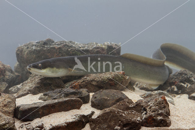 Eel (Anguilla anguilla)