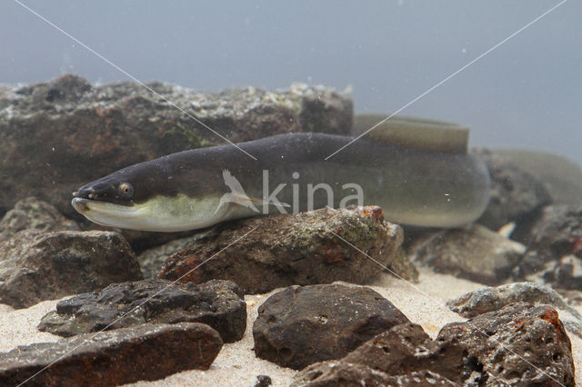 Eel (Anguilla anguilla)