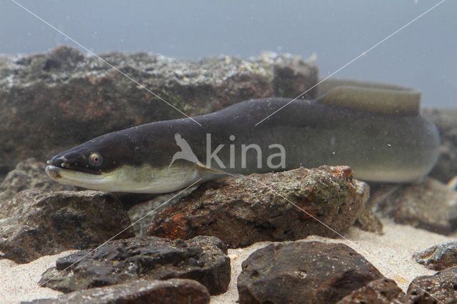 Eel (Anguilla anguilla)