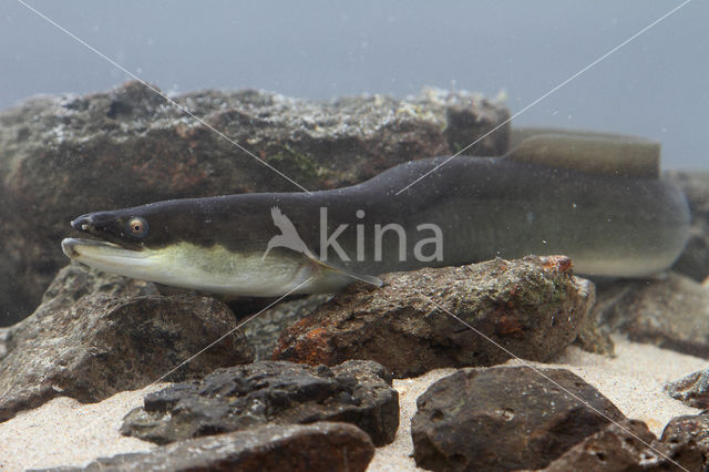 Eel (Anguilla anguilla)