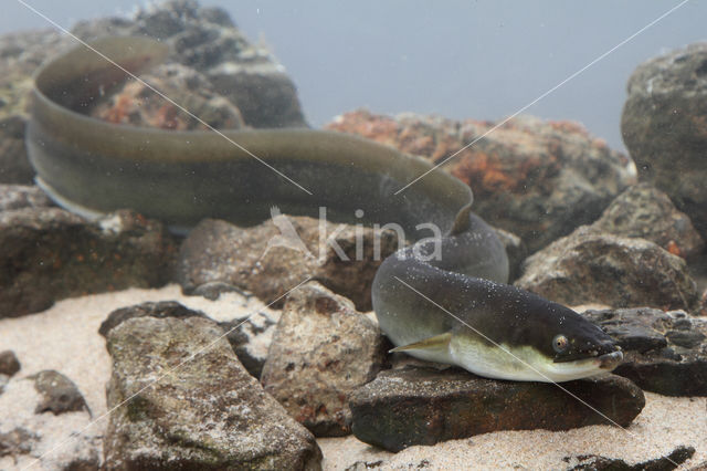 Eel (Anguilla anguilla)