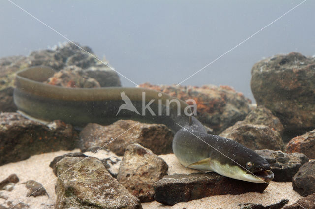 Eel (Anguilla anguilla)