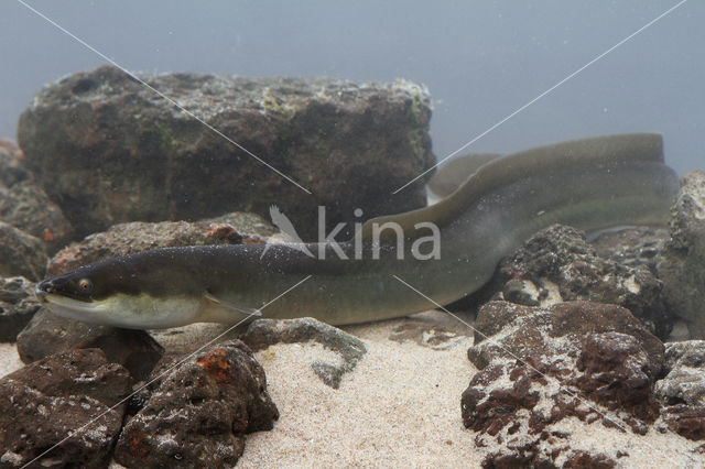 Eel (Anguilla anguilla)