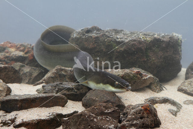 Eel (Anguilla anguilla)