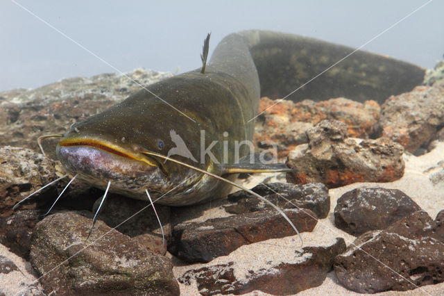 Europese meerval (Silurus glanis)