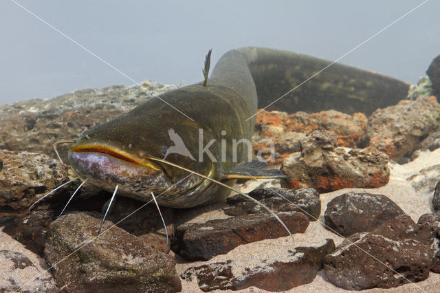 Europese meerval (Silurus glanis)