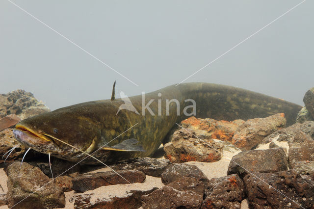 Wels catfish