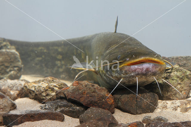 Europese meerval (Silurus glanis)