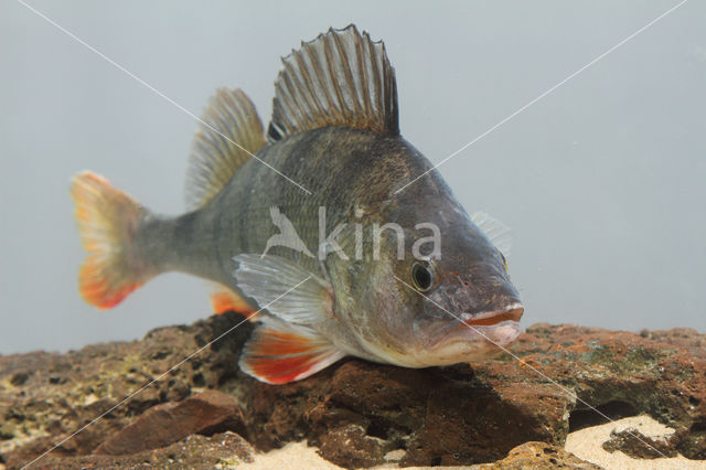 river perch (Perca fluviatilis)