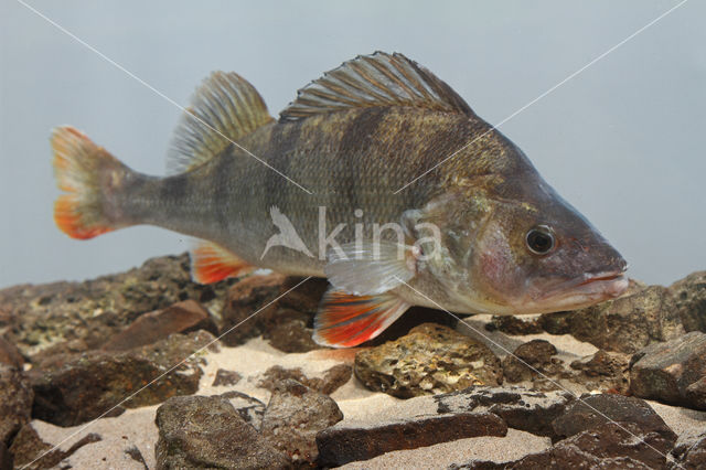 river perch (Perca fluviatilis)