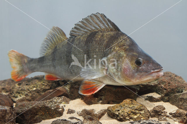 river perch (Perca fluviatilis)