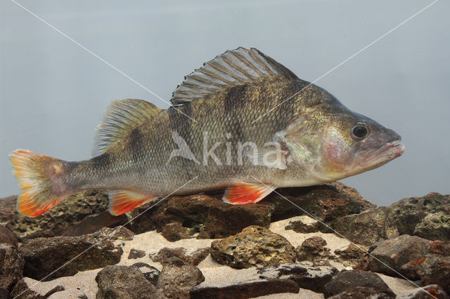 river perch (Perca fluviatilis)