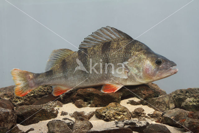 river perch (Perca fluviatilis)