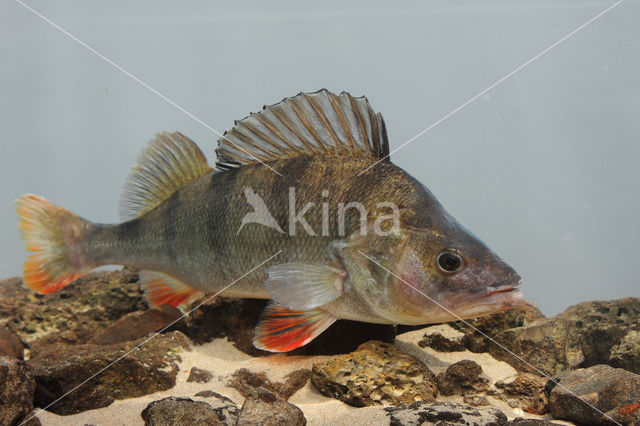 river perch (Perca fluviatilis)