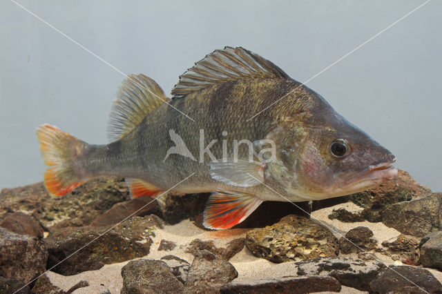 river perch (Perca fluviatilis)