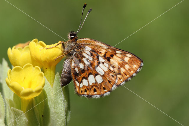 Duke of Burgundy Fritillary (Hamearis lucina)