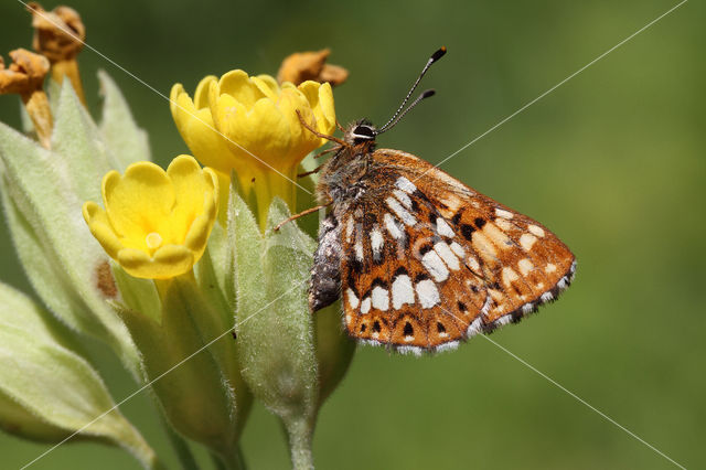 Sleutelbloemvlinder (Hamearis lucina)