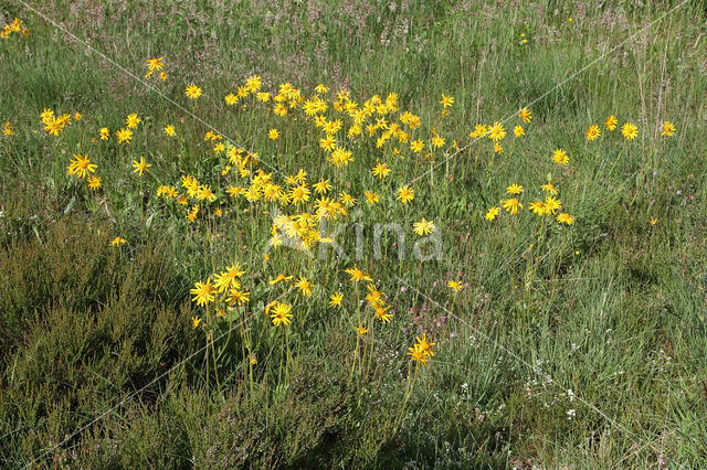 Arnica (Arnica montana)