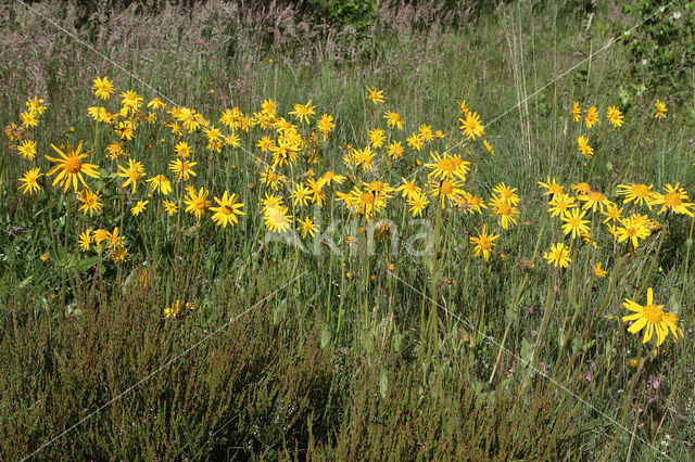 Arnica (Arnica montana)