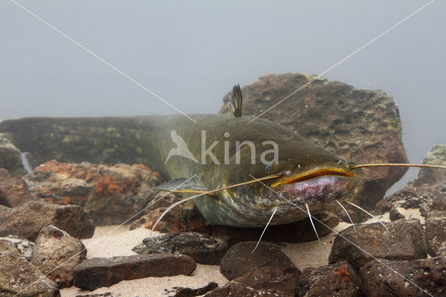 Wels catfish