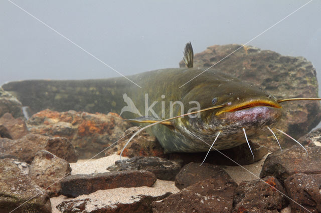 Wels catfish