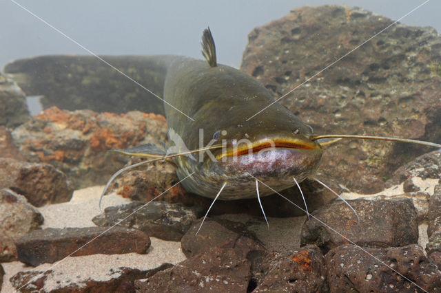 Europese meerval (Silurus glanis)