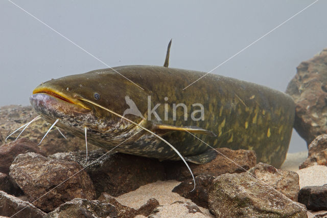 Europese meerval (Silurus glanis)