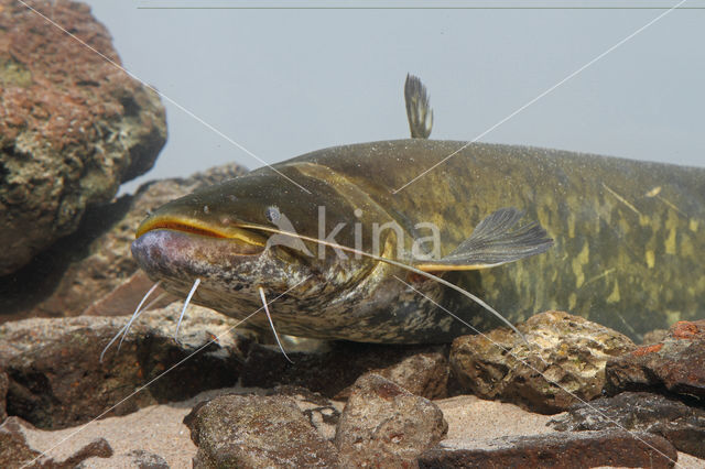 Europese meerval (Silurus glanis)