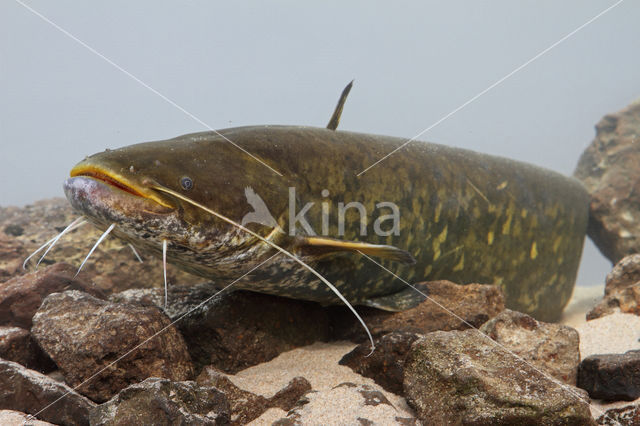 Europese meerval (Silurus glanis)