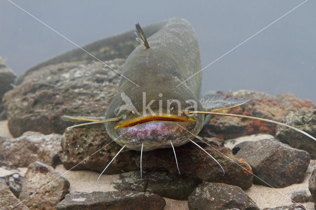 Europese meerval (Silurus glanis)